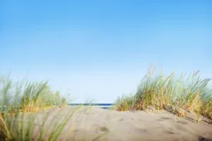 Sanddünen mit Dünengras an der Ostseeküste