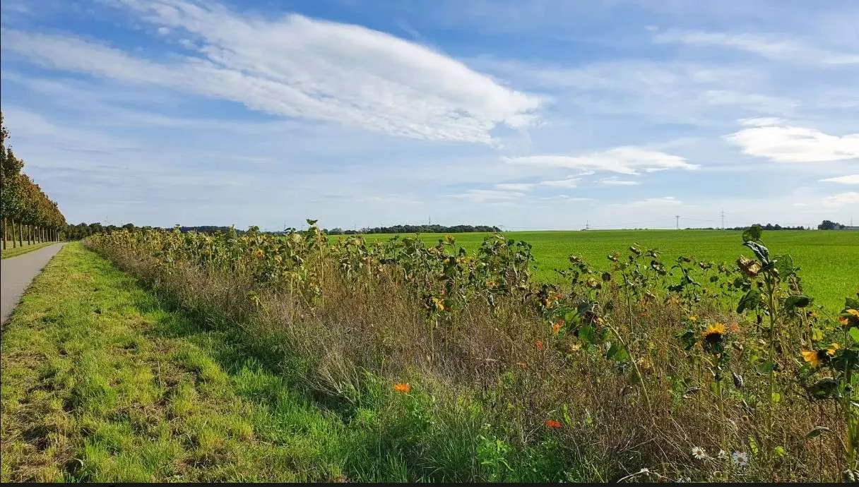 Radweg Papendorf nach Rostock